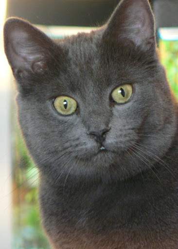 Cat-with-staring-eyes
