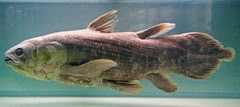 Coelacanth