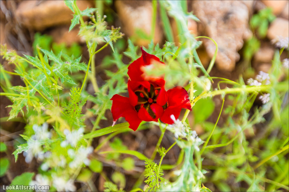 LookAtIsrael.com - Ручей (нахаль) Талкид | Nahal Talkid | נחל תלקיד