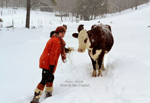 maria  feeding cow