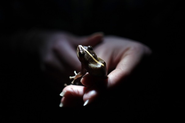 In this 21 March 2013 photo, Ana Longo, a researcher with Proyecto Coqui, holds a Coqui or Common Coqui (Eleutherodactylus coqui) at a tropical forest in Patillas, Puerto Rico. A familiar sound is vanishing from the Caribbean night. The bird-like peeps and chirping of frogs are fainter across the region, a decline scientists say appears to be caused by a combination of climate change, a fungus that has been killing amphibians around the world, and habitat loss. It's a global problem, but worrisome in the Caribbean because the island geography means many species exist nowhere else on earth and the loss of frogs, a principal nocturnal predator of mosquitoes, may have severe consequences for humans. Photo: Ricardo Arduengo / Associated Press