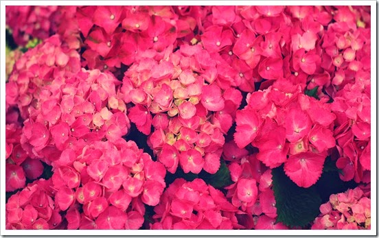 ws_Pink_Flowers_1920x1080
