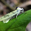 Schlaeger's fruitworm moth
