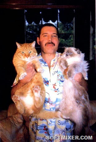 [fred-cats%255B4%255D.jpg]