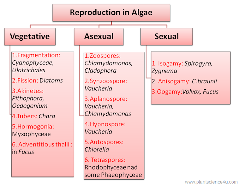 Reproduction In Algae