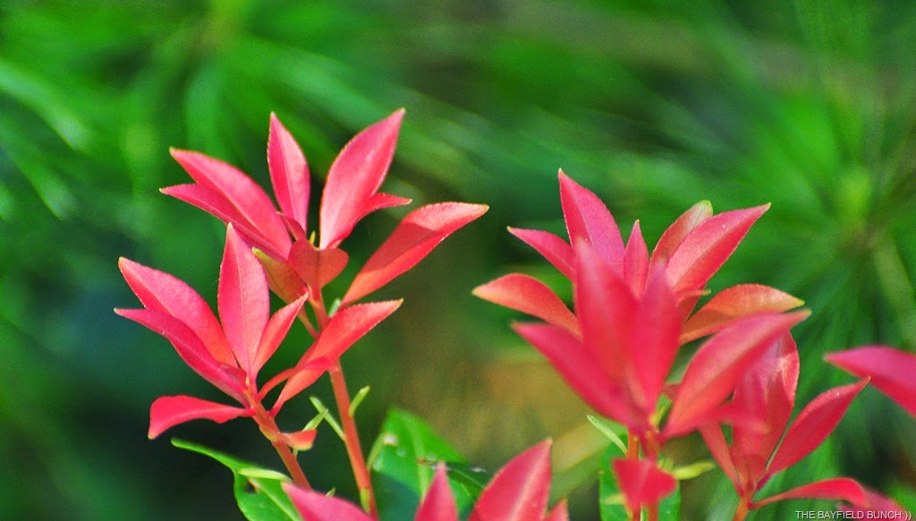 [DSC_0062%255B4%255D.jpg]