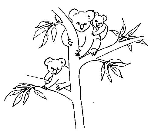 Dibujos para colorear de Los Hermanos Koala