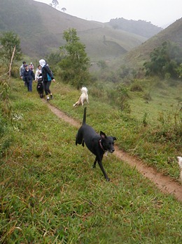 Dogs Trekking 4 (294)