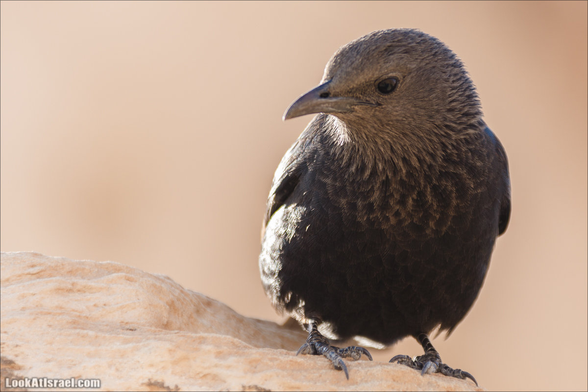 LookAtIsrael.com - Танцующие птицы в крепости Массада | Dancing birds in Massada