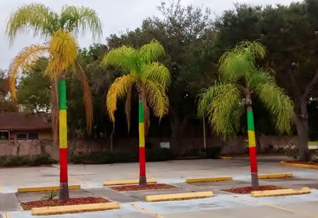 Ethiopian Palm Trees
