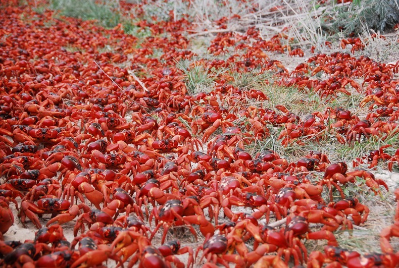 red-crab-migration-12