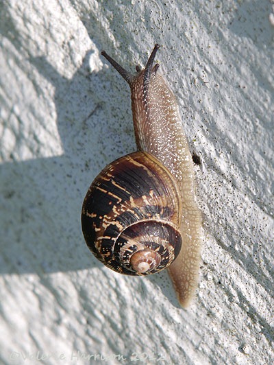 [9-garden-snail%255B2%255D.jpg]