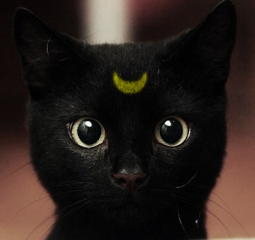 [black-cat-luna-moon-sailor-moon-Favim.com-122860_large%255B6%255D.jpg]