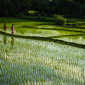 dream land by Srimanta Ray - Landscapes Travel