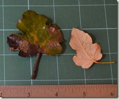 fremontodendron leaves