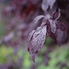 pentax_645z_05.jpg
