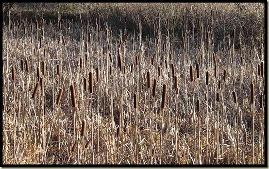 Bullrushes in Woolston New Cut