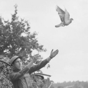 [carrier_pigeon_during_WWII%255B4%255D.jpg]