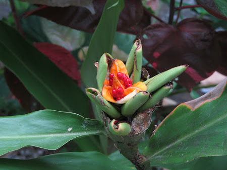 27. floare tropicala.jpg