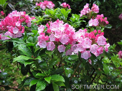 [800px-Kalmia_latifolia_Japan%255B9%255D.jpg]