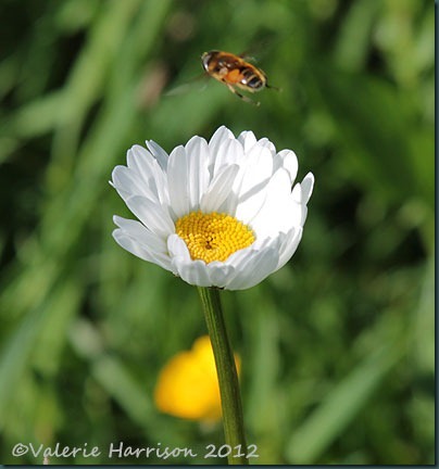 hoverfly-and-daisy