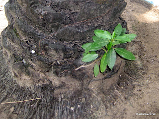 Le ficus étrangleur, la plante verte sur cette photo, doit être coupée pour ne pas détruire l’arbre. Radio Okapi