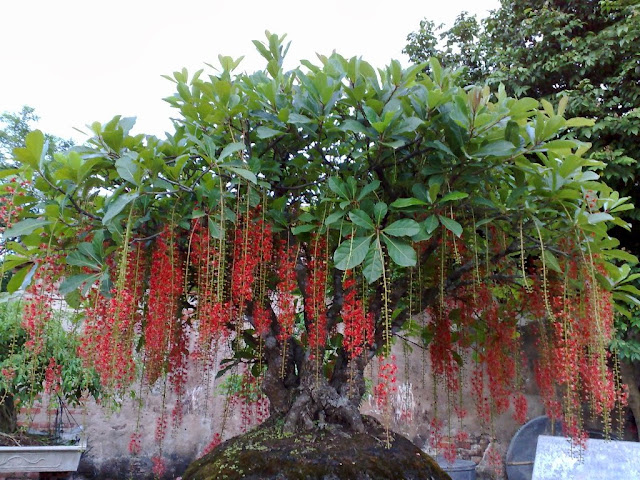 Cây lộc vừng cay loc vung
