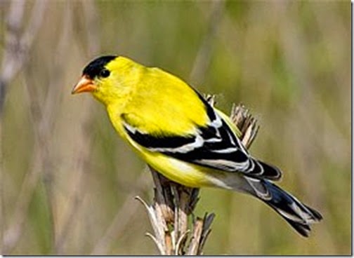 american_goldfinch_glamour12