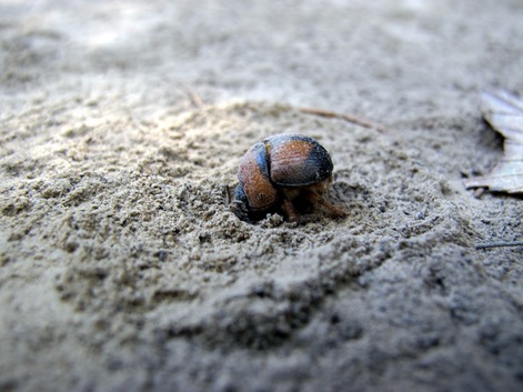 burrowing beetle close