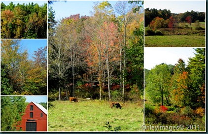 fall colors collage1009