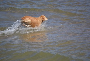 Not Casey; someone else's dog enjoying the water!