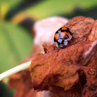 Ladybug (Heidekraut Marienkäfer)