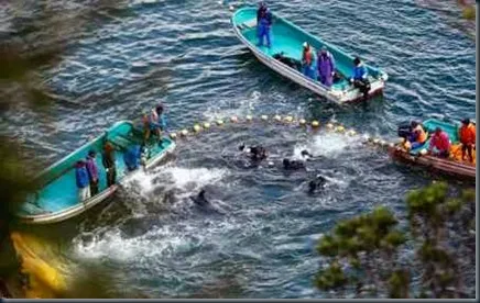 cerco-aos-golfinhos-japão