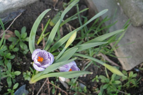 20110217 (2) (Large)