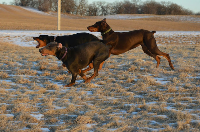The race is on...... (photo by Trisha Field)