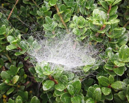 SPIDER WEB (3)