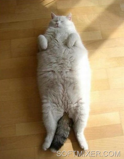 [slp_cats_6%255B6%255D.jpg]