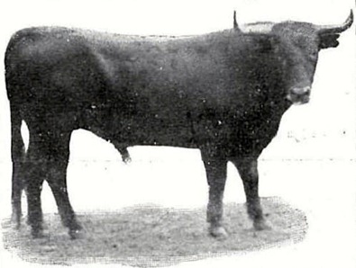 1911-03-07 Respetable público Toro de Coruche