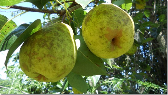 pears 011
