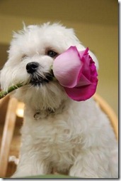 perrito-con-flor