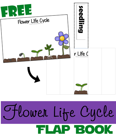 FREE FLOWER LIFE CYCLE FLIP BOOK (instant download)