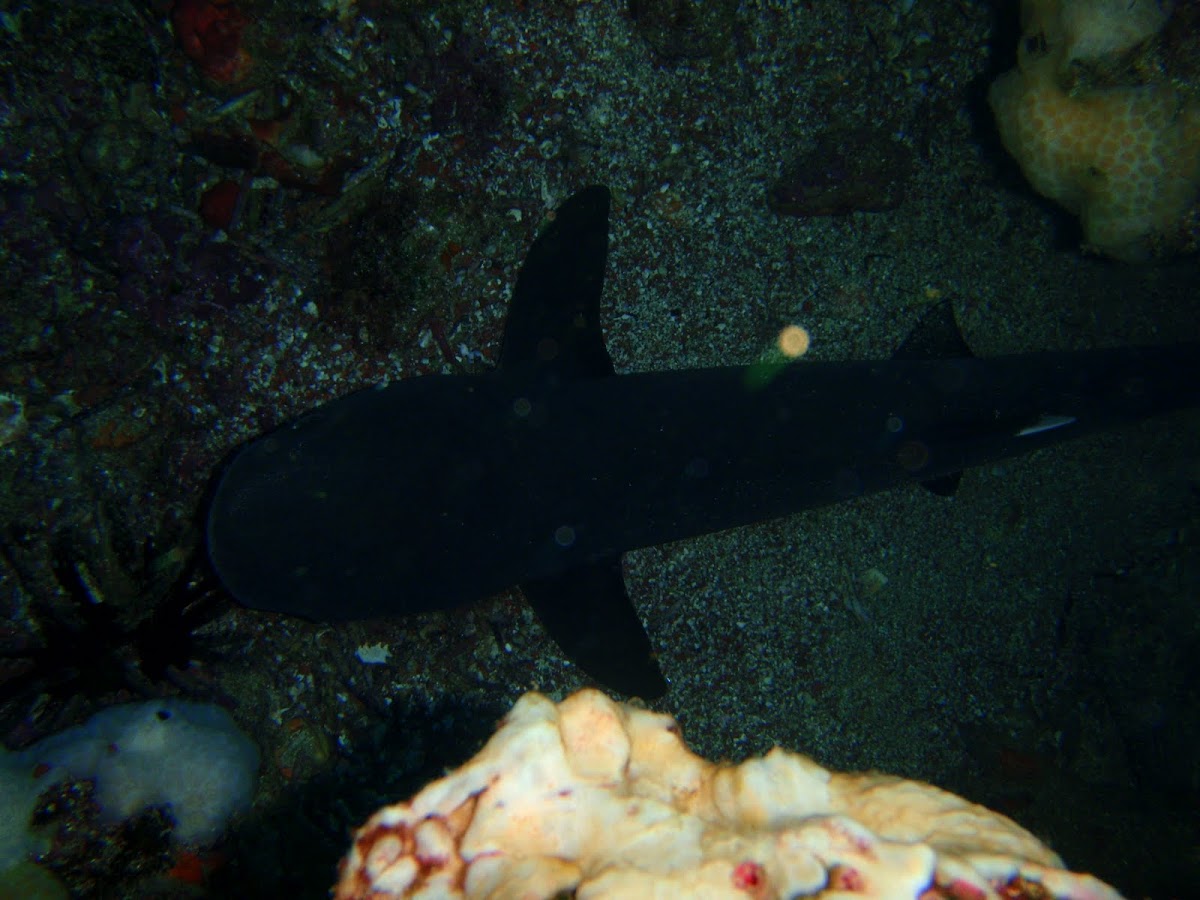 White-tip Reef Shark