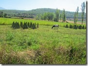 IMG_7999 IMG_7999