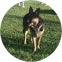 Wolfie MOLON  LABEs profile picture