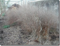 Asparagus bed in mid-winter before the ferns are cut back to ground level