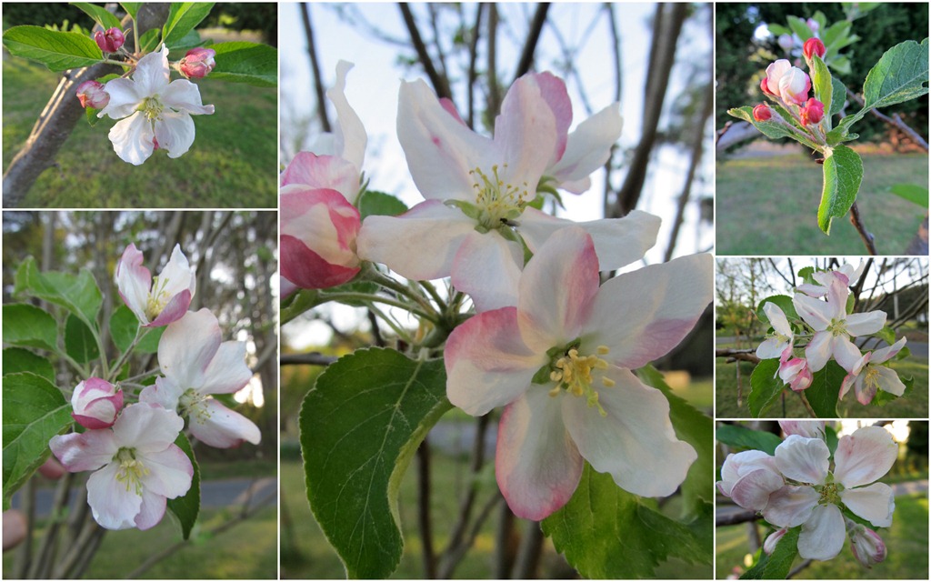 [apple%2520blooms%255B10%255D.jpg]