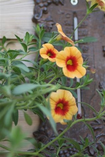 20090505 (2) (Small)