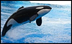 salto-de-baleia-assassina_21021741