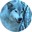 Wolf Not Lady