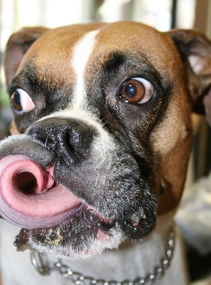 [Cute_Dogs_With_Tongues_Out_06%255B3%255D.jpg]